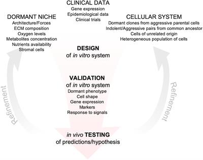 In vitro Models of Breast Cancer Metastatic Dormancy